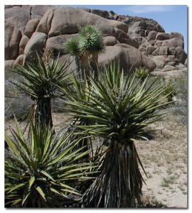 Description: C:\Users\Mr Tuan\Documents\Sử dụng Yucca hợp lý trong nuôi tôm_files\image002.jpg